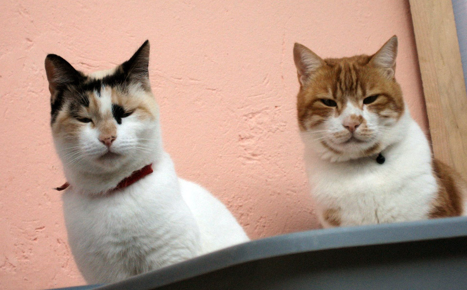 Two beautiful Felines - Callie and Risha