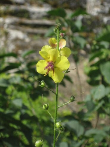 Weeds, weeds, weeds  –  2019/21