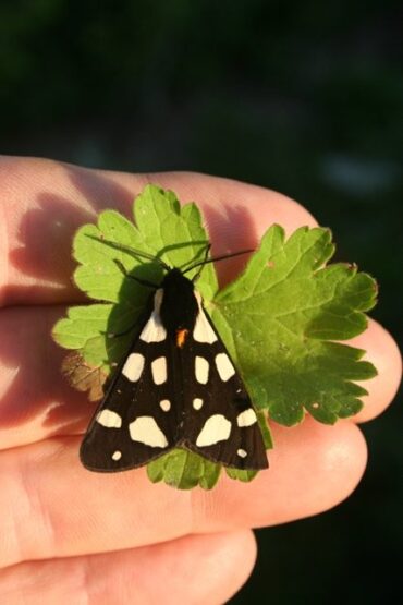 Easter Bunnies  –  2019/16