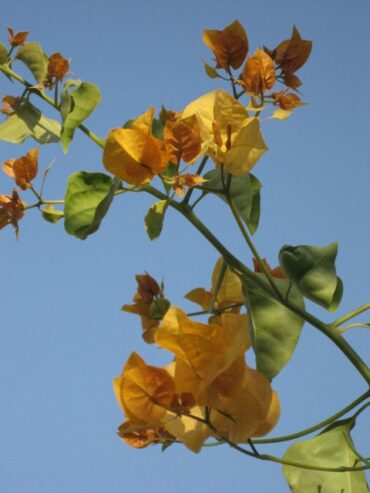 Blood rain  –  2019 / 17