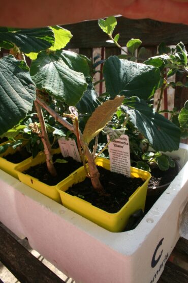 Creating a bit of a stink  –  2019/24