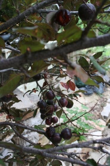 A plum job  –  2019/28