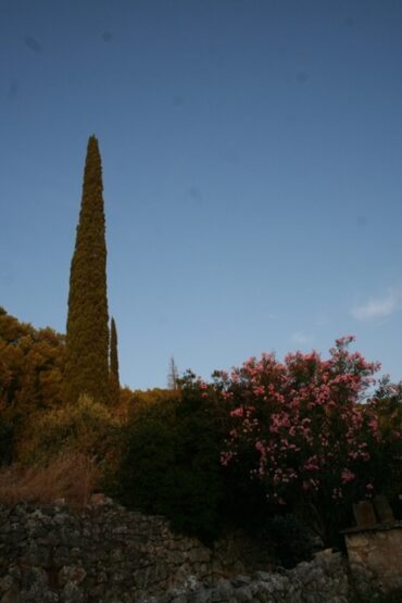 Tarantula Lily  –  2019/29