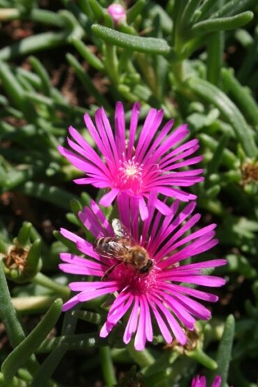 Where eagles dare  –  2019/35