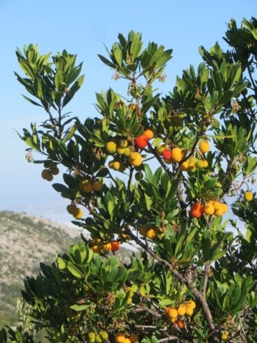 Foggy bottoms  –  2019/43