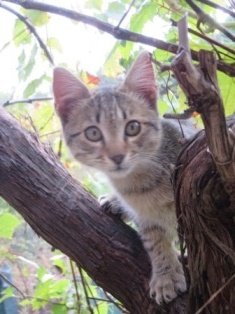 New arrival Gizmo