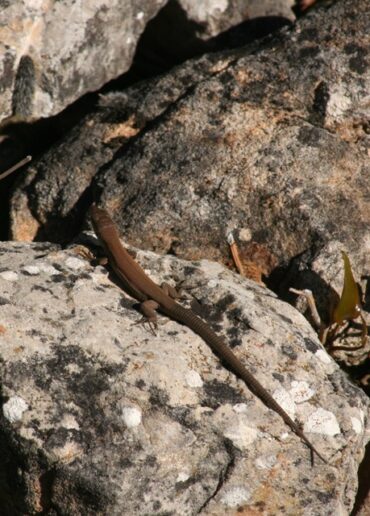 Broken tines stop play  –  2020/43