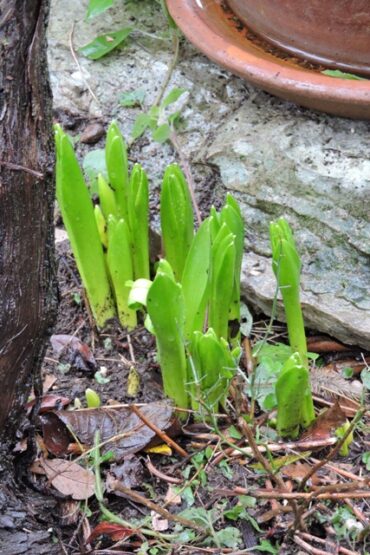 Sky watching  –  2020/50