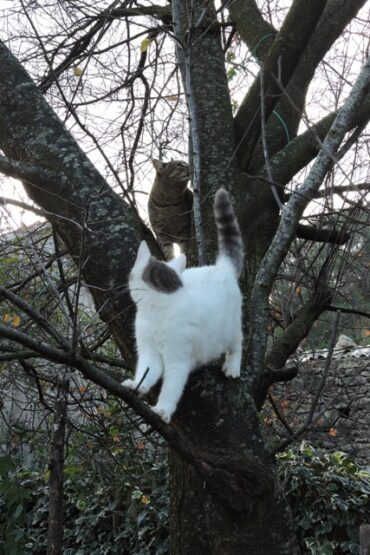 I need a bigger horse  –  2020/51