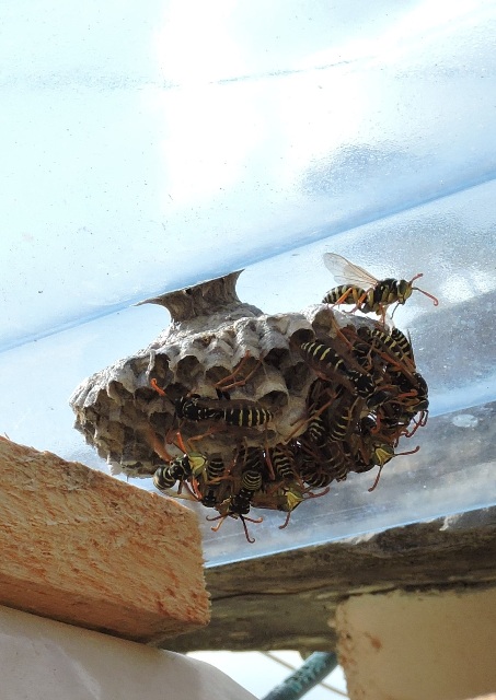 Greenhouse hornets nest