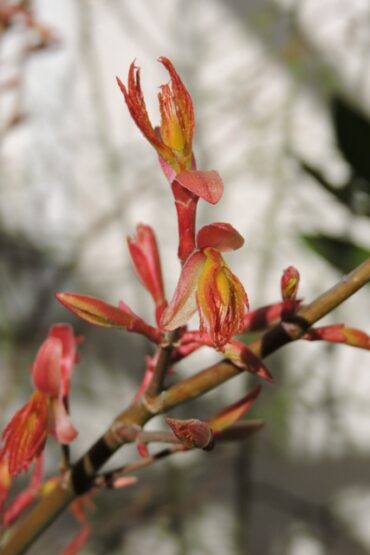 Aims and Objectives  –  2021/09