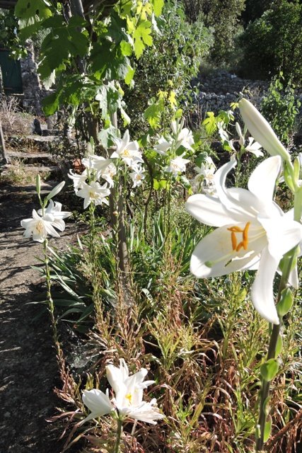Madonna lilies