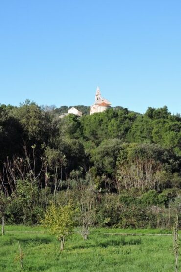 De-wilding the rewilding  –  2022/01