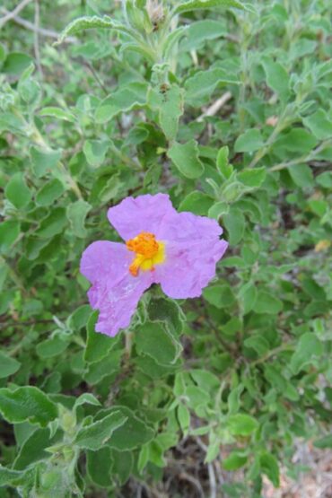 Flower power  –  2022/18