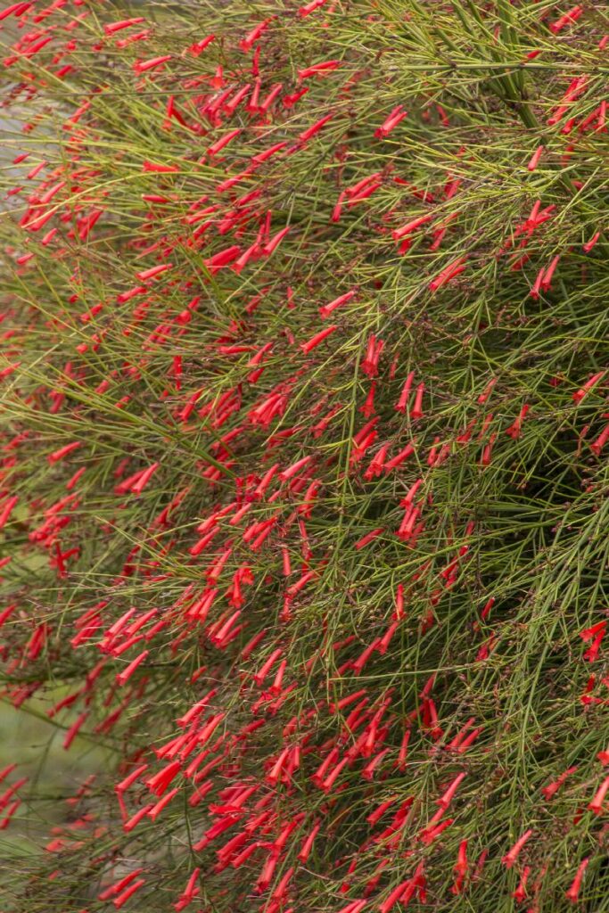 Red Firecracker plant
