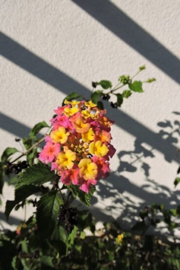 Tree Melons for next year? –  2022/48