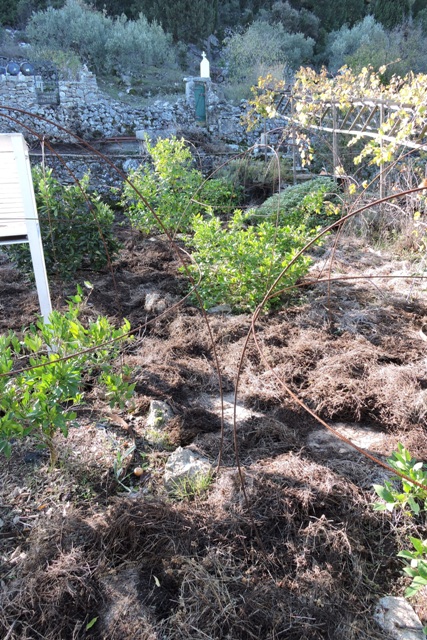 Mulch between the citrus trees