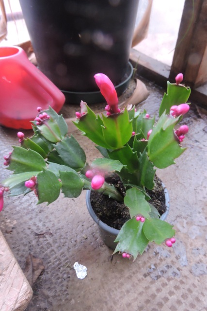 Christmas Cactus plant