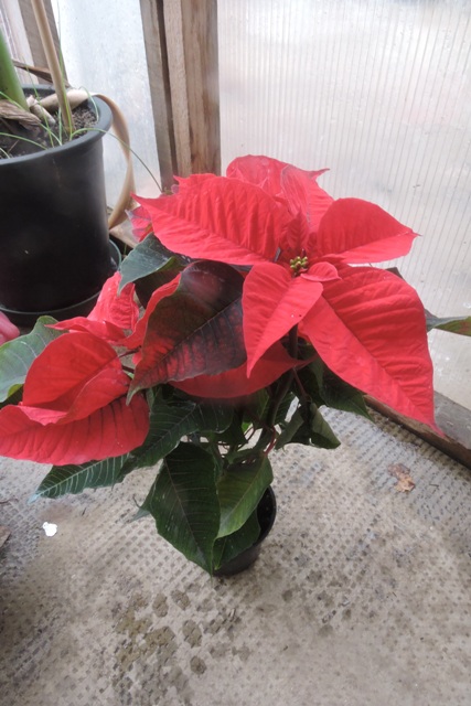 Poinsettia potted plant