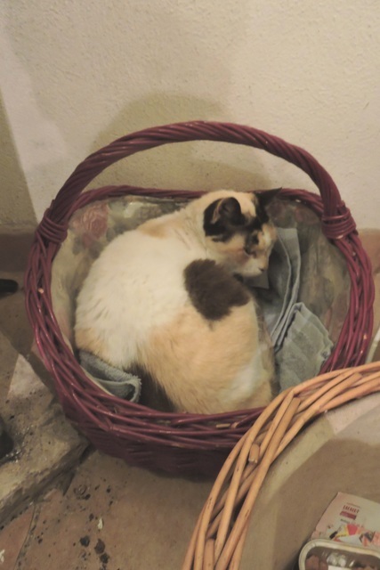 New basket -made to fit