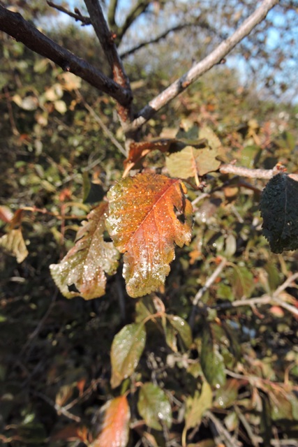 Jaded leaves of the Myrobalan plum