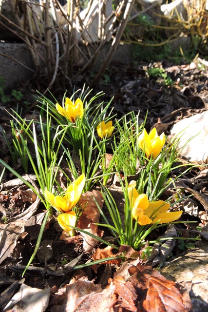 Crocus in the orchard border