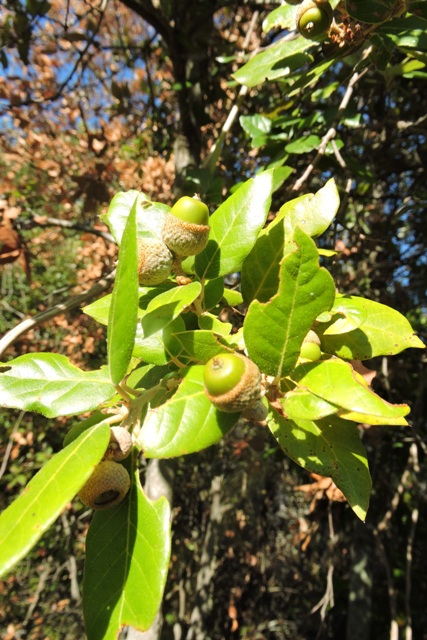 Holme Oak acorns
