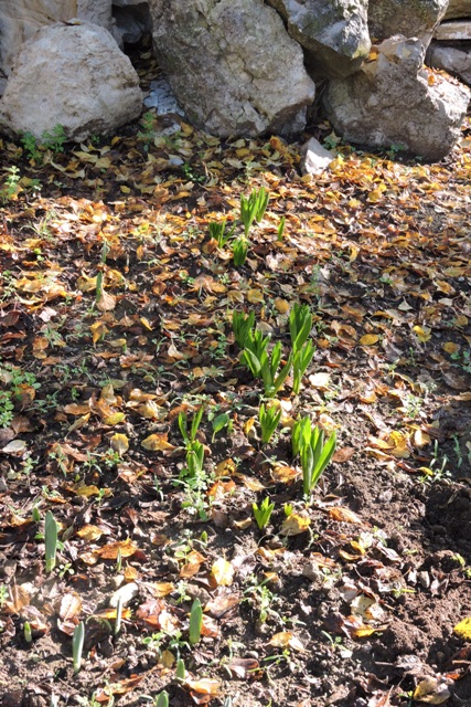 Bulb leaves showing