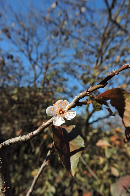 Myrobalan plum blossom