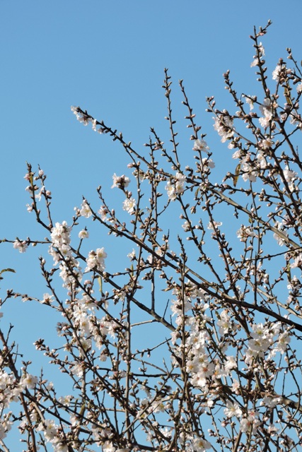 Almond blossom in January