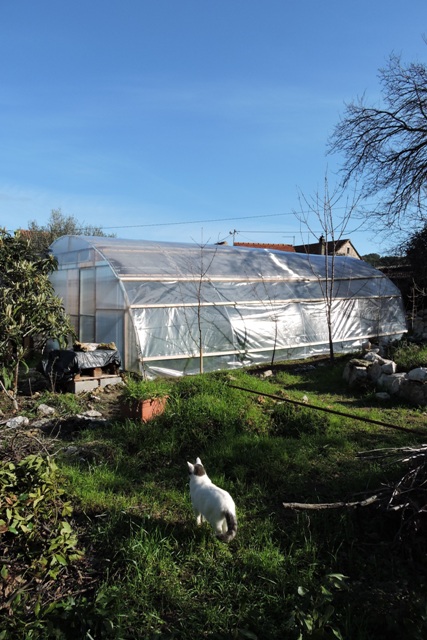 The finished polytunnel