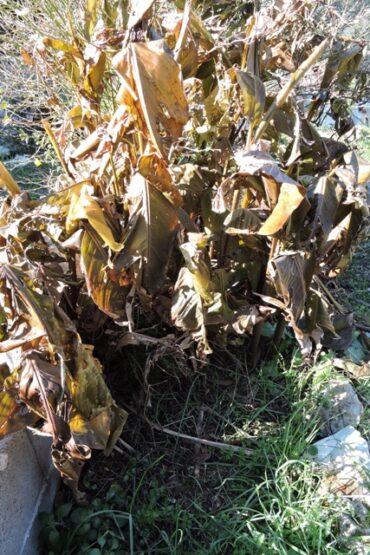 I’m guilty by association  –  2023/06