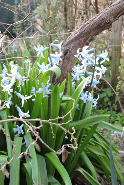 Long lasting Multiflora Hyacinth