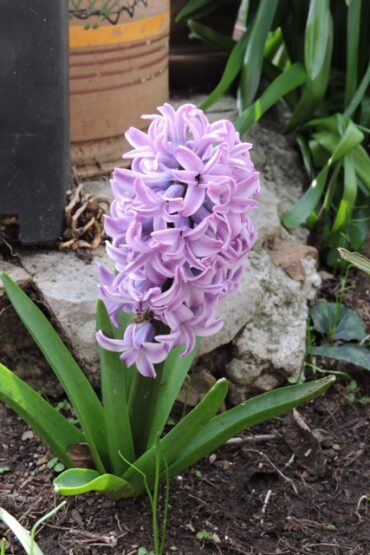 The more the blacksmith works his trade… –  2023/07