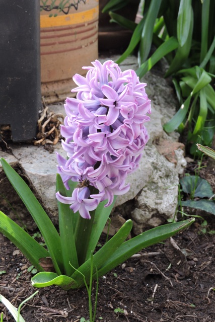Compact Single Hyacinth