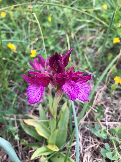 Orchis papilionacea, the butterfly orchid