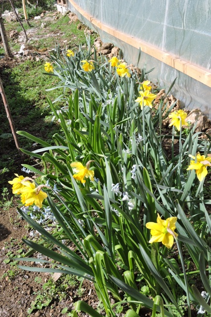 Border Daffodils