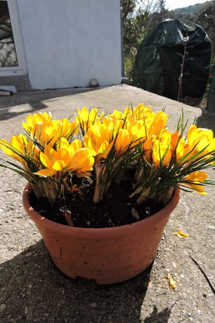 Yellow Crocus in a pot
