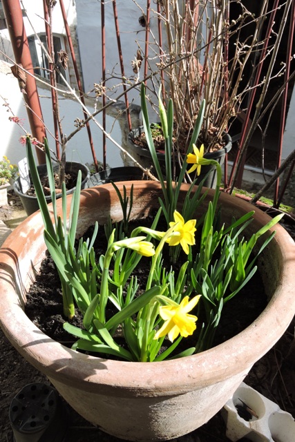 Spring Daffodil flowers