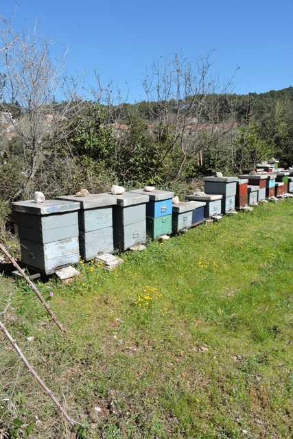 Local bee hives