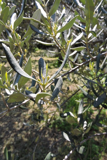 Flowers on the olive trees