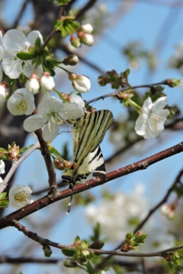 Walking on the wild side  –  2023/14