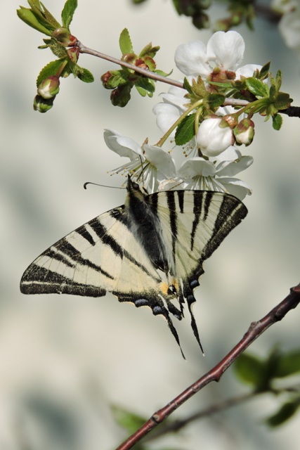 Scarce Swallowtail butterfly drinking nectar