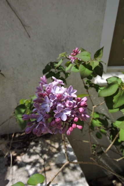 Common Lilac flowers