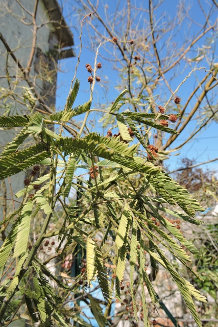 Dead leaves on the Mimosa