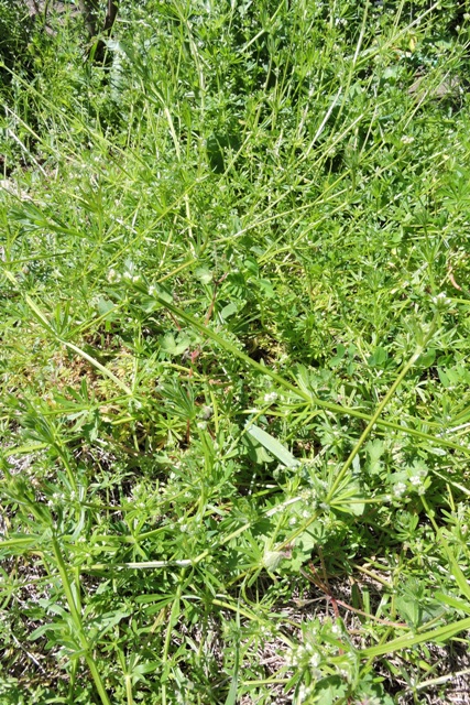 The annual weed known as 'Cleavers'