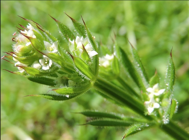 Close-up of the Cleavers leaves and flowers