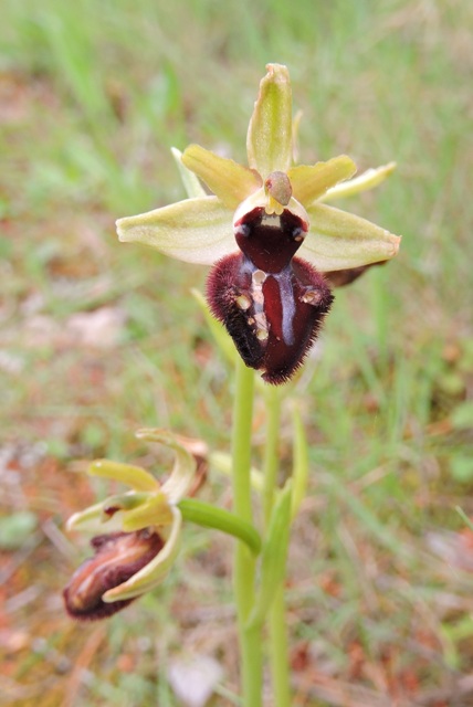 Ophrys tommisinii
Spider orchid