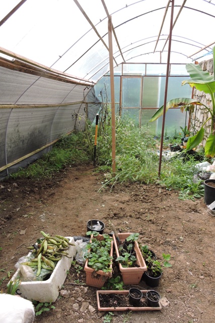 Clearing winter crops from the polytunnel
