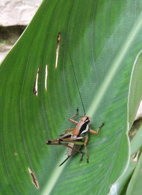 Katydid bush cricket